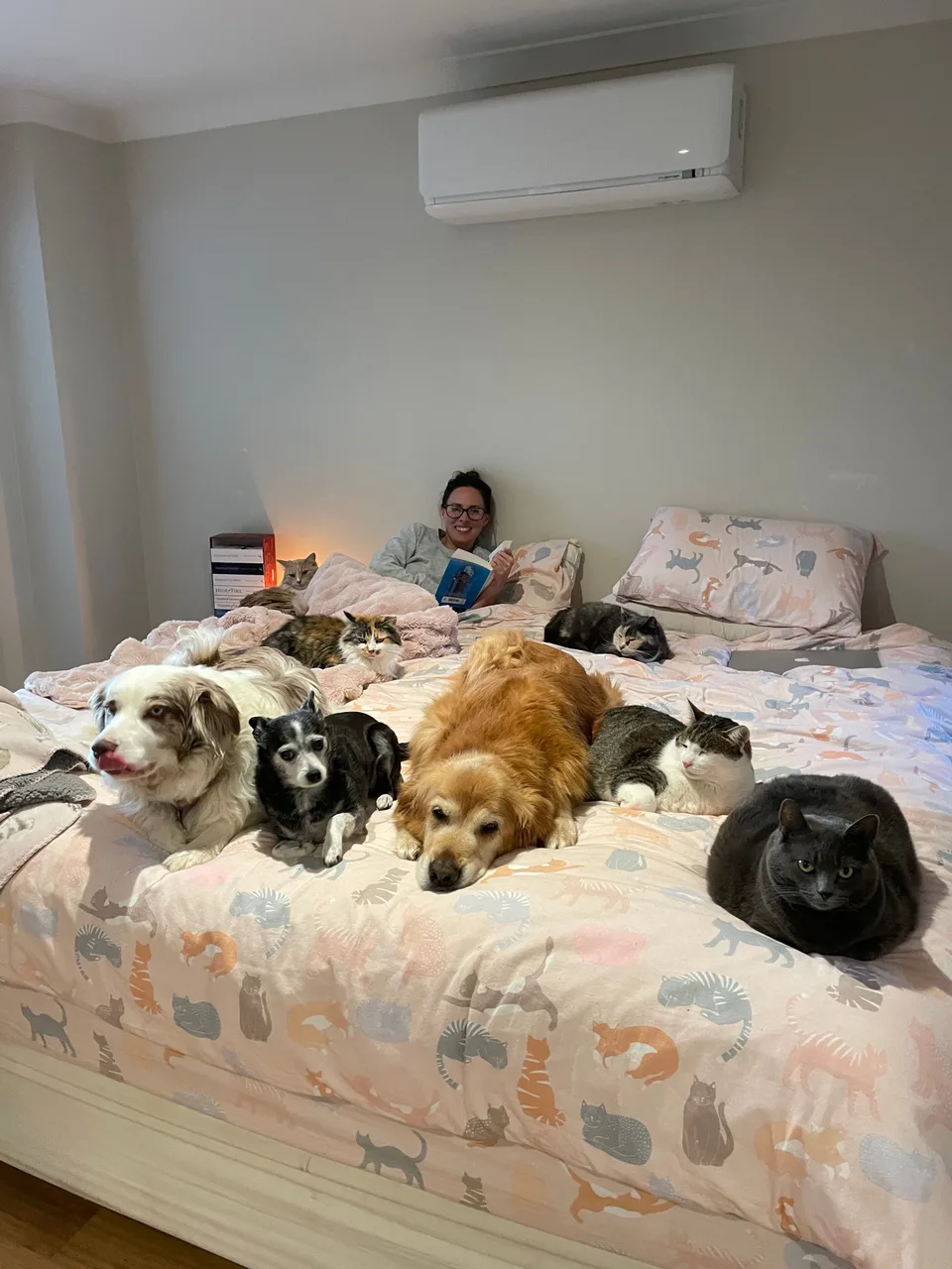 Several dogs and cats gathered on a bed with Kelly in the background