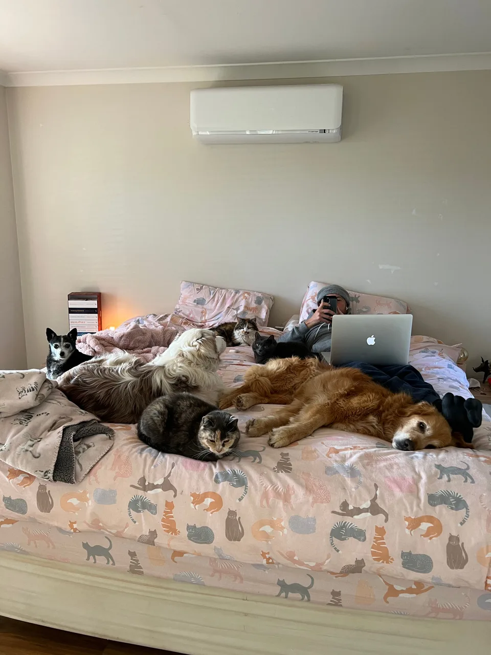 Dogs and cats sharing the bed while Kelly uses her laptop