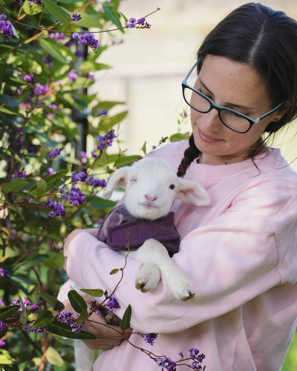 A woman gently holding a small white lamb beside purple flowers